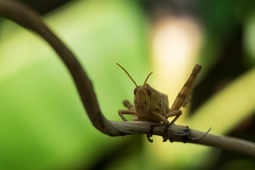 Wall Mural - Image of Brown grasshopper, insect ,On a branch, on nature background.