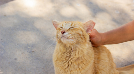 cat stroking on a street outdoor environment 