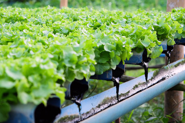 image of Hydroponics vegetable farm