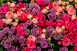 Rote und violette Rosen