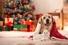 Adorable Dog And Cat Together Under Blanket At Room Decorated For Christmas. Cute Pets