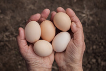 Grandmother Holds Eggs In Hands. Domestic, Organic, Natural Products And Lifestyle