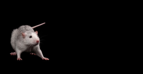 Gray rat isolated on black background. Rodent pets. Domesticated rat close up. The rat is looking at the camera