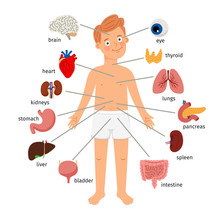 .Boy Body Internal Organs. Medical Human Anatomy For Children, Cartoon Child Organ Set, Cute Kid Viscera Systems Diagram Isolated On White Background, Vector Illustration