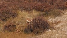 Young Pronghorn Buck Walking In A Prairie