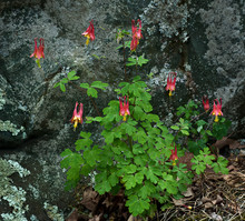 Wild Columbine (Aquilegia Canadensis) In Spring Along The Blue Ridge Parkway In Central Virginia