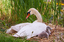 Mute Swan Female Bird With Four Cygnets Chicks Signets, Cygnus Olor. On Nest At Grand Canal, Dublin, Ireland. Adult Has White Feathers And Orange Beak. Green Reeds Beyond