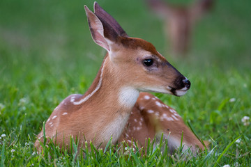 Wall Mural - White-tailed deer fawn bedded down in an open meadow