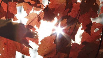 Wall Mural - Sun Becomes Bright Through Colorful Autumn Leaves