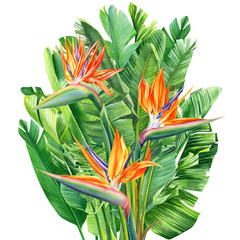 Wall Mural - bouquet of tropical flowers and leaves, Strelitzia reginae on an isolated white background, watercolor tropical plants, botanical illustration, greeting card, bird-of-paradise