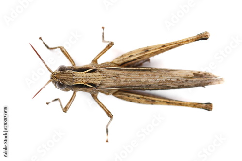 Fotografía Brown grasshopper isolated on white background, top view