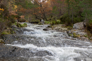 waterfall in the cairngorms national park, Scotland, during the autumn with orange and yellow leaf birch and pine trees and forest background.