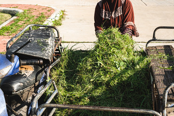 Thai muslim woman putting pile of fresh green cut grass freight bicycles prepared for livestock in Thailand.