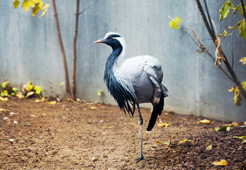 Sticker - Demoiselle crane.  It is a bird of dry steppes and semi-deserts of Eurasia. This crane has white tufts of feathers on the sides of its head. It is a migratory bird. Winters in North-East Africa, Pakis