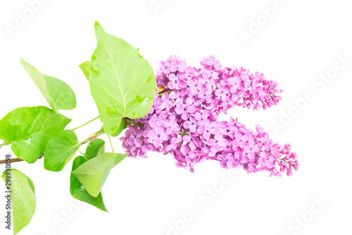 Fresh lilac flowers