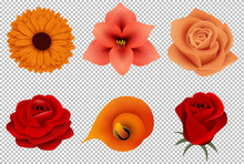 Set Isolated Red And Orange Flowers