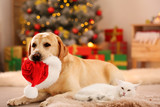 Fototapeta Zwierzęta - Adorable cat and dog with Christmas hat together at home. Cute pets