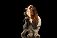 Funny Basset Hound Dog Standing And Looks Indifferent On Isolated Black Background, Side View