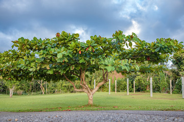 Tree in Orocovis, Puerto Rico. Arbol en Orocovis, Puerto Rico. L