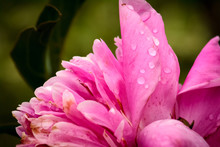 Closeup Of Pink Flower With Dew Drops