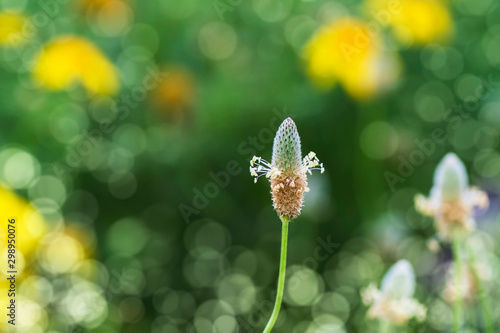 macro de una flor en el campo