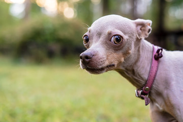 Russian Toy Terrier dog with caution and suspicion looks at the camera.