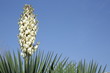 blooming yucca against the blue sky. Background, pattern, poster with copy space for text.