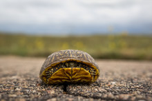 Turtle Hiding In Shell On The Road