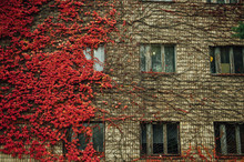 Grapes On The Wall Of The House. Autumn Landscape Of Grapes With Red Leaves Around The Windows