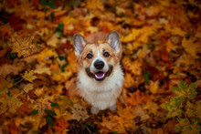 Portrait Funny Cute Puppy Red Dog Corgi Stands In The Autumn Park On The Background Of Colorful Bright Fallen Maple Leaves And Faithfully Look Up Smiling