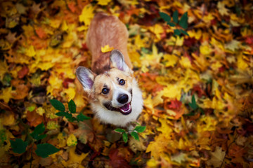 Sticker - portrait of a cute puppy red dog Corgi stands in the autumn Park against the background of colorful bright fallen maple leaves and faithfully look up smiling