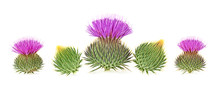 Milk Thistle Flower Buds Isolated On A White Background