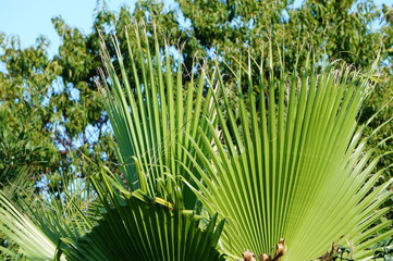 Wall Mural - palm leaves on a background of blue sky