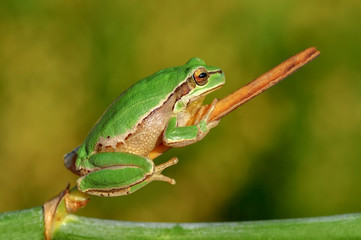 Beautiful Europaean Tree frog Hyla arborea - Stock Image