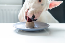 Bull Terrier Dog Sitting On The Chair And Eating Raspberry And Ice Cream From The Plate On Kitchen Table
