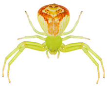 The Ebrechtella Tricuspidata Spiders A Species Of Crab Spiders Belonging To The Family Thomisidae. The Flower Crab Spider Isolated On White Background.