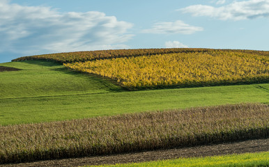 Canvas Print - Weinberge im Herbst