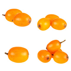 Wall Mural - Buckthorn. Collection of fresh sea buckthorn berries isolated on white background.