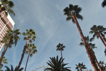 Palms