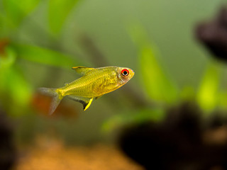 Canvas Print - lemon tetra (Hyphessobrycon pulchripinnis ) in a fish tank
