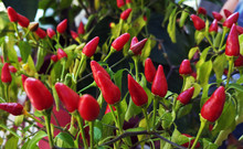 Red Hot Chili Jalapenos On A Branch Of A Bush