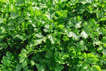 Wall Mural - Parsley in farmer's garden for food or medicine. Good green organic parsley plants grows in the open ground. Young fragrant leaf growing. Parsley herb leaf background, harvest. top view.