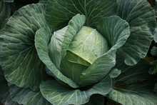Healthy Organic Cabbage Head With Juicy Leaves