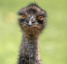 An Emu Looking Front On With Bulging Eyes And A Hairy Feathered Long Neck - Portrait Photo With A Natural Soft Green Background.
