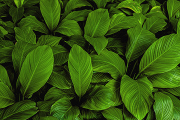 Spathiphyllum cannifolium, tropical leaves, abstract colorful leaves texture, nature background