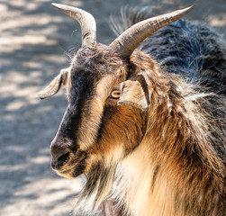 Wall Mural - A closeup portrait photo of an attractive goat with a brown, white and black patterned face and pointed horns.