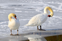 Beautiful Mute Swan Mated Pair Standing On Frozen Pond.