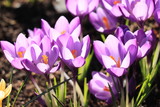 Fototapeta Kwiaty - Blooming Purple crocuses