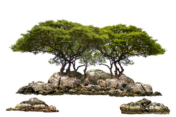 Wall Mural - The trees. Mountain on the island and rocks.Isolated on White background.Used in the design of advertising media, architecture