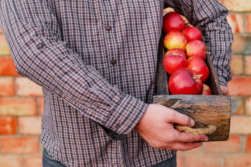 Wall Mural - Fresh ripe organic red apples in a wooden box in male hands. Autumn harvest of red apples for food or apple juice on a brick wall background outside. Harvesting fruits. Healthy food.